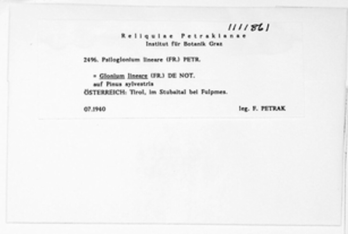 Psiloglonium lineare image